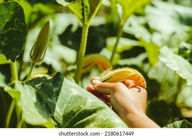 Hand Picking Flower Zucchini, Close Up Shot