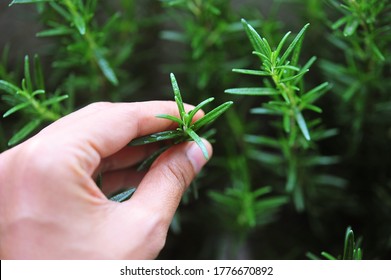 Hand Picking Fresh Rosemary In The Garden.