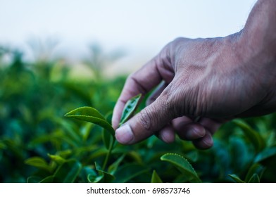 Hand picking fresh tea leaf in tea plantation