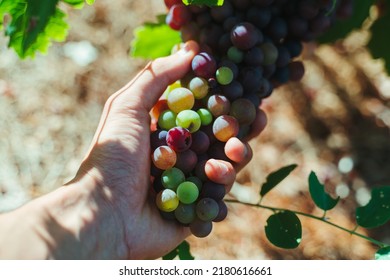 Hand Picking Grapes, Close Up Shot