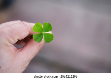 A hand picking up a green 4 leaf clover from a garden, saving it as a good luck charm. The four leaves represent hope, faith, love and luck. - Shutterstock ID 2065212296