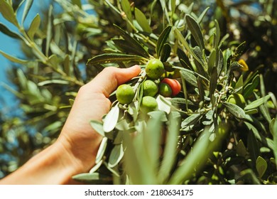 hand picking green ripe olives on tree in Greece - Powered by Shutterstock