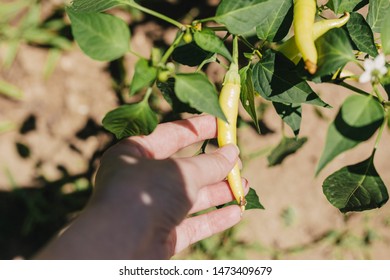 Hand Picking Hungarian Hot Wax Chili Paprika. Capsicum Annuum