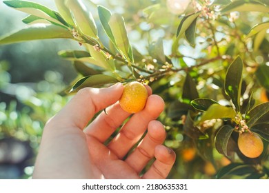 Hand Picking Kumquat, Small Asian Citrus Fruit