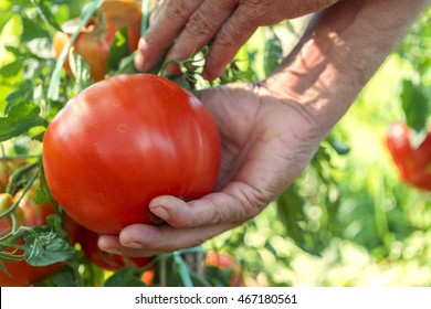 Hand Picking Large Homegrown Tomato. Organic Farming. Soft Focus.