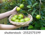 Hand picking lime from garden plots and putting them in wicker baskets to use in cooking. Soft and selective focus.                                 