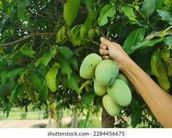 Hand picking mango from mango tree