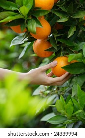 Hand Picking An Orange