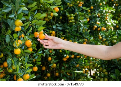 Hand Picking Of Orange Mandarin Fruits In Garden