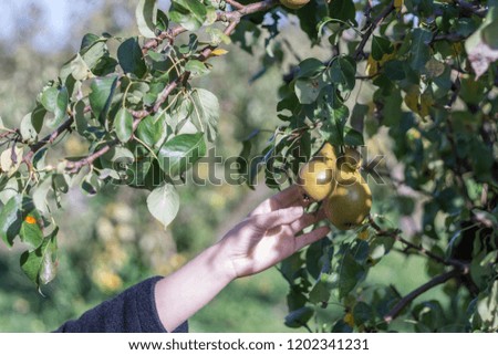 Similar – Image, Stock Photo Woman hand picking red apple from the tree