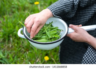 Hand Picking Plantain Leaves In The Field