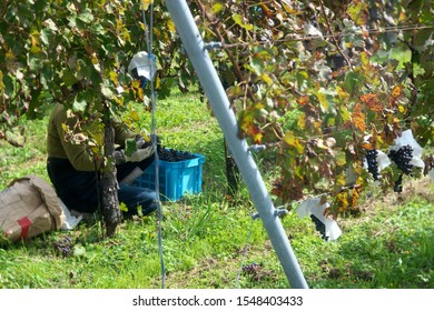 Hand Picking Or Plucking Grapes During Harvest At A Vineyard In Yamanashi, Japan, In Autumn
