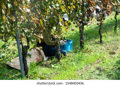 Hand Picking Or Plucking Grapes During Harvest At A Vineyard In Yamanashi, Japan, In Autumn
