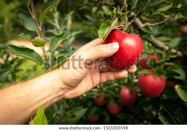 Hand\
picking ripe apple from the tree in an\
orchard