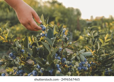 Hand picking ripe blueberries from a bush on a sunny day. The fresh green leaves and vibrant blue berries highlight a serene and natural moment of harvest in a garden. - Powered by Shutterstock