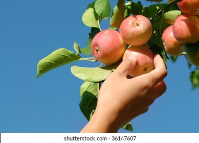 Hand Picking Ripe Red Apple