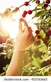 Hand Picking A Sweet Cherry Fruit From A Tree With Backlight Sunlight During Late Afternoon