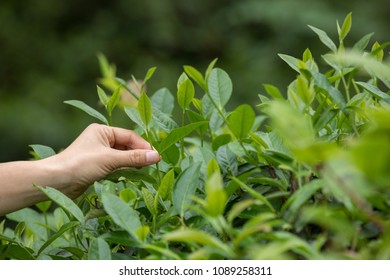 Hand  Picking Tea Leaves In Spring