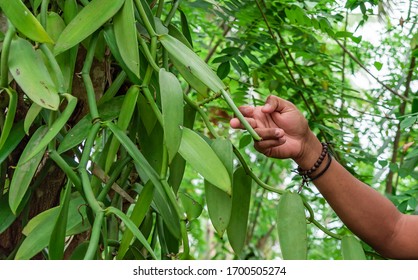 Hand picking vanilla from the tree at plantation