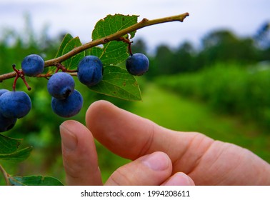 Hand Picking Whole Fresh Organic Blueberries On Blue Berry Farm In Summer