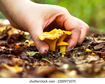 The hand picks the mushrooms. - Shutterstock ID 2200971075