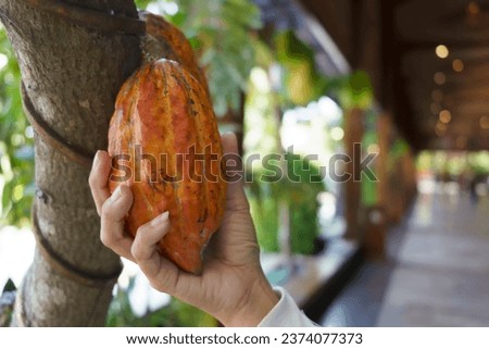 A hand picks up the Ripe yellow cocoa hang from the branch