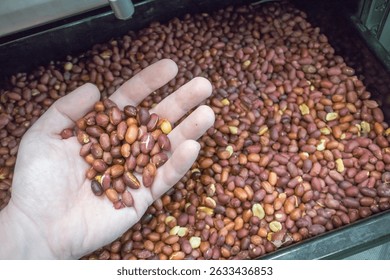 The hand is placed over a large container filled with roasted peanuts in various shades, showing the variety of colors and textures of peanuts in bright lighting.
