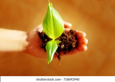 Hand And Plant. Enviroment Concept. Blur Background.