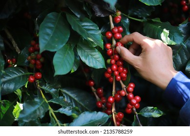 hand plantation coffee berries with farmer harvest in farm.harvesting Robusta and arabica  coffee berries by agriculturist hands,Worker Harvest arabica coffee berries on its branch, harvest concept. - Shutterstock ID 2135788259
