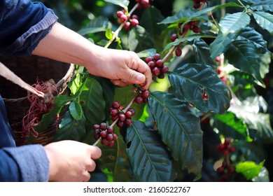 hand plantation coffee berries with farmer harvest in farm.harvesting Robusta and arabica  coffee berries by agriculturist hands,Worker Harvest arabica coffee berries on its branch, harvest concept.
 - Powered by Shutterstock