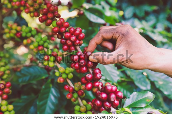 hand plantation coffee berries with farmer\
harvest in farm.harvesting Robusta and arabica  coffee berries by\
agriculturist hands,Worker Harvest arabica coffee berries on its\
branch, harvest concept.\

