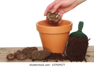 Hand Planting A Begonia Bulb Into A Plant Pot On A Potting Bench