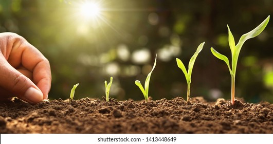 Hand Planting Corn Seed Of Marrow In The Vegetable Garden With Sunshine