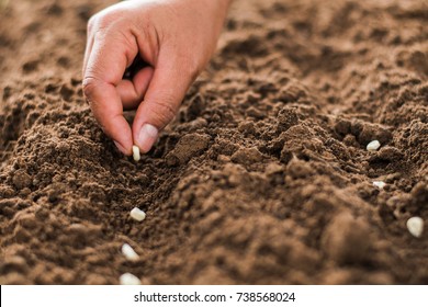 Hand Planting Corn Seed Of Marrow In The Vegetable Garden