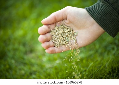 Hand Planting Grass Seed For Overseeding Green Lawn Care