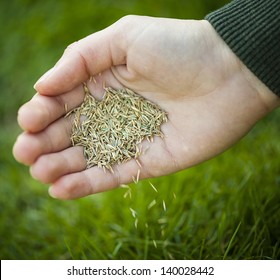 Hand Planting Grass Seed For Overseeding Green Lawn Care