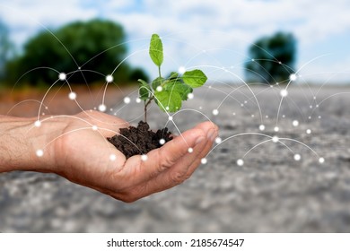 Hand Planting Green Tree, Metaphor Climate Change Solution. Plant Absorb Carbon Dioxide And Release Oxygen To The Air.