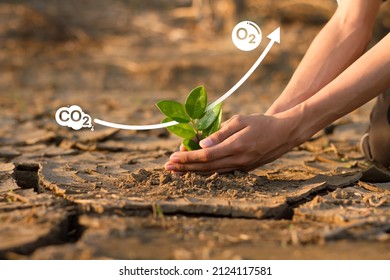 Hand Planting Green Tree On Dry Cracked Earth With Co2 And O2 Icon Metaphor Climate Change Solution. Plant Absorb Carbon Dioxide And Release Oxygen To The Air.