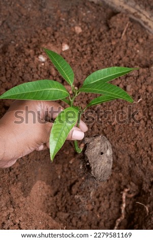 hand planting mango seedling into the ground, garden soil background with copy space, selective focus taken in vertical orientation