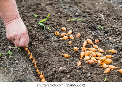 Hand Planting Onion In The Vegetable Garden. Spring Gardening.