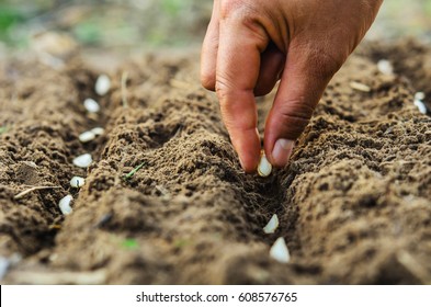 hand planting pumpkin seed of marrow in the vegetable garden