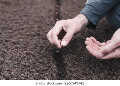 Hand planting seed in the vegetable garden. Spring sowing of seeds. High quality photo.