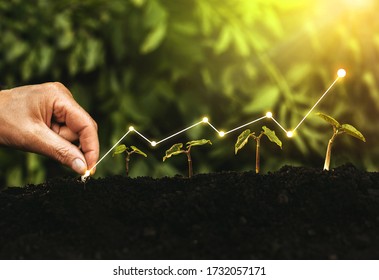 Hand Planting Seedling Growing Step In Garden With Sunshine. Concept Of Business Growth, Profit, Development And Success.