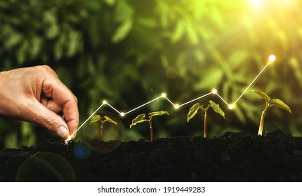 Hand planting seedling growing step in garden with sunny background. Concept of business growth, profit, development and success.
