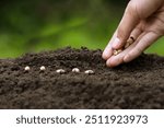 Hand planting seeds in rich soil to start a garden. Ideal for articles on gardening, agriculture, and sustainable farming.