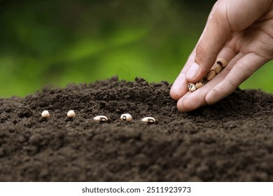 Hand planting seeds in rich soil to start a garden. Ideal for articles on gardening, agriculture, and sustainable farming. - Powered by Shutterstock