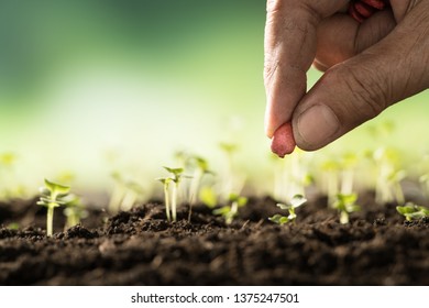 Farmer’s hand planting seeds in soil - Shutterstock ID 1375247501