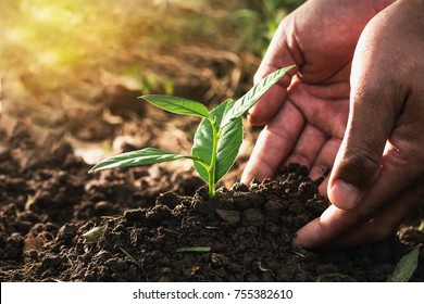Hand Planting Sprout In Soil With Sunset