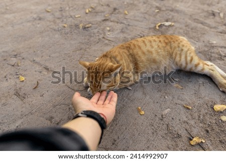 Hand playing with orange cat
