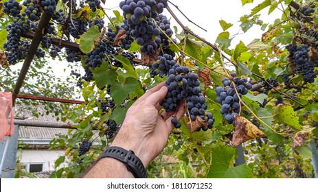 Hand Plucking A Bunch Of Grapes